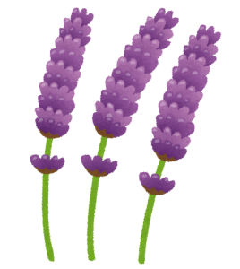 flower_lavender